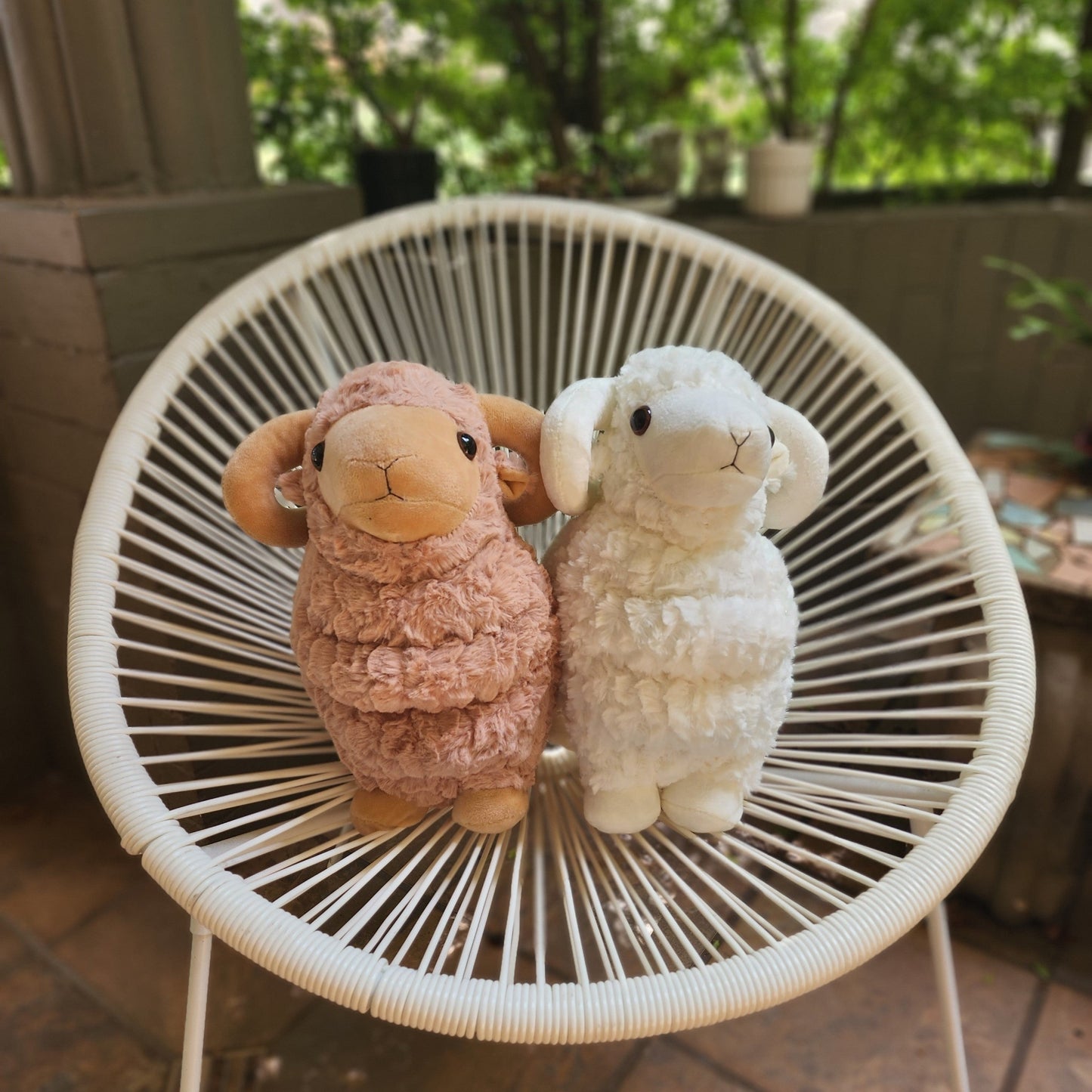 Cuddly Rams